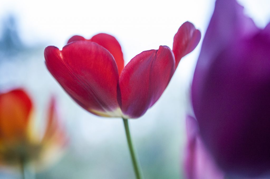 Tulpen